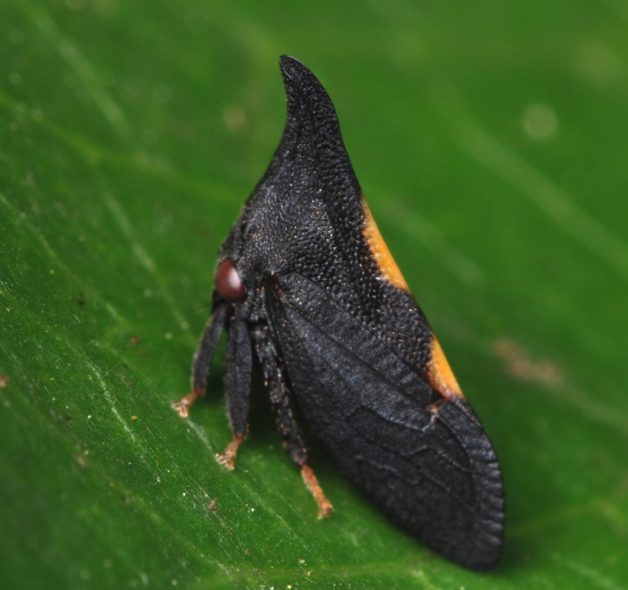 Boy, tell me your favorite song: early mating signal divergence in treehopper evolution