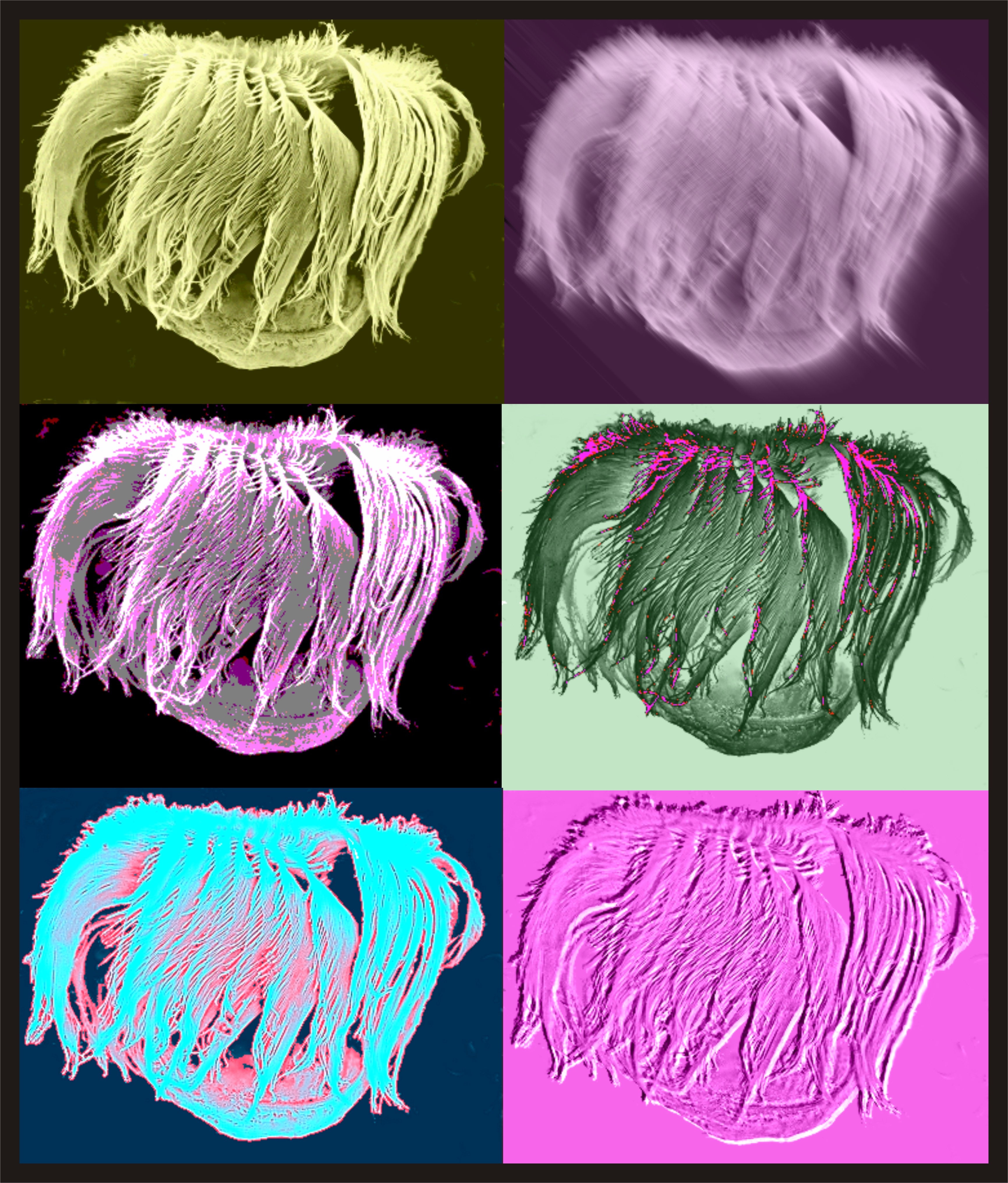 Groovy ciliates. Photo credit: David Montagnes