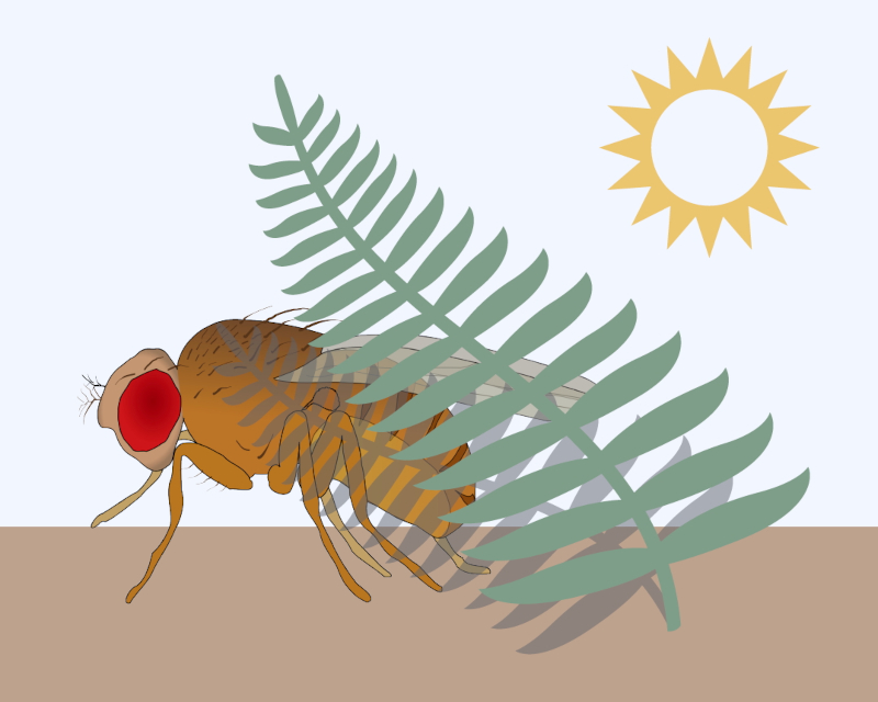 An artistic rendering of a housefly sheltering from the sun, created by Gwenaëlle Deconninck