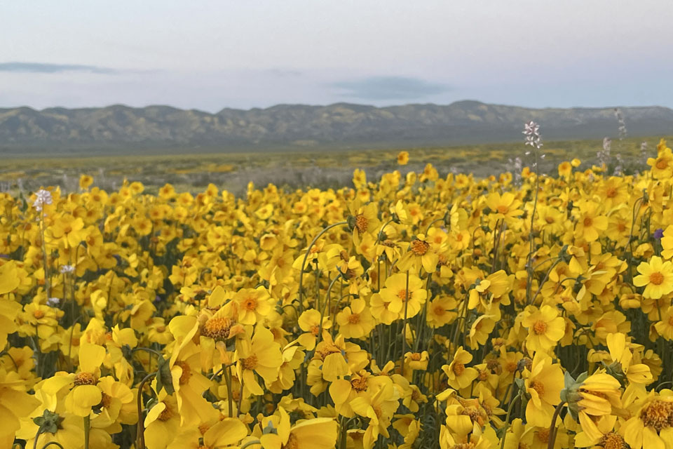 “What can evolutionary history tell us about the functioning of ecological communities? ASN Presidential debate” (Photo: Sharon Strauss)