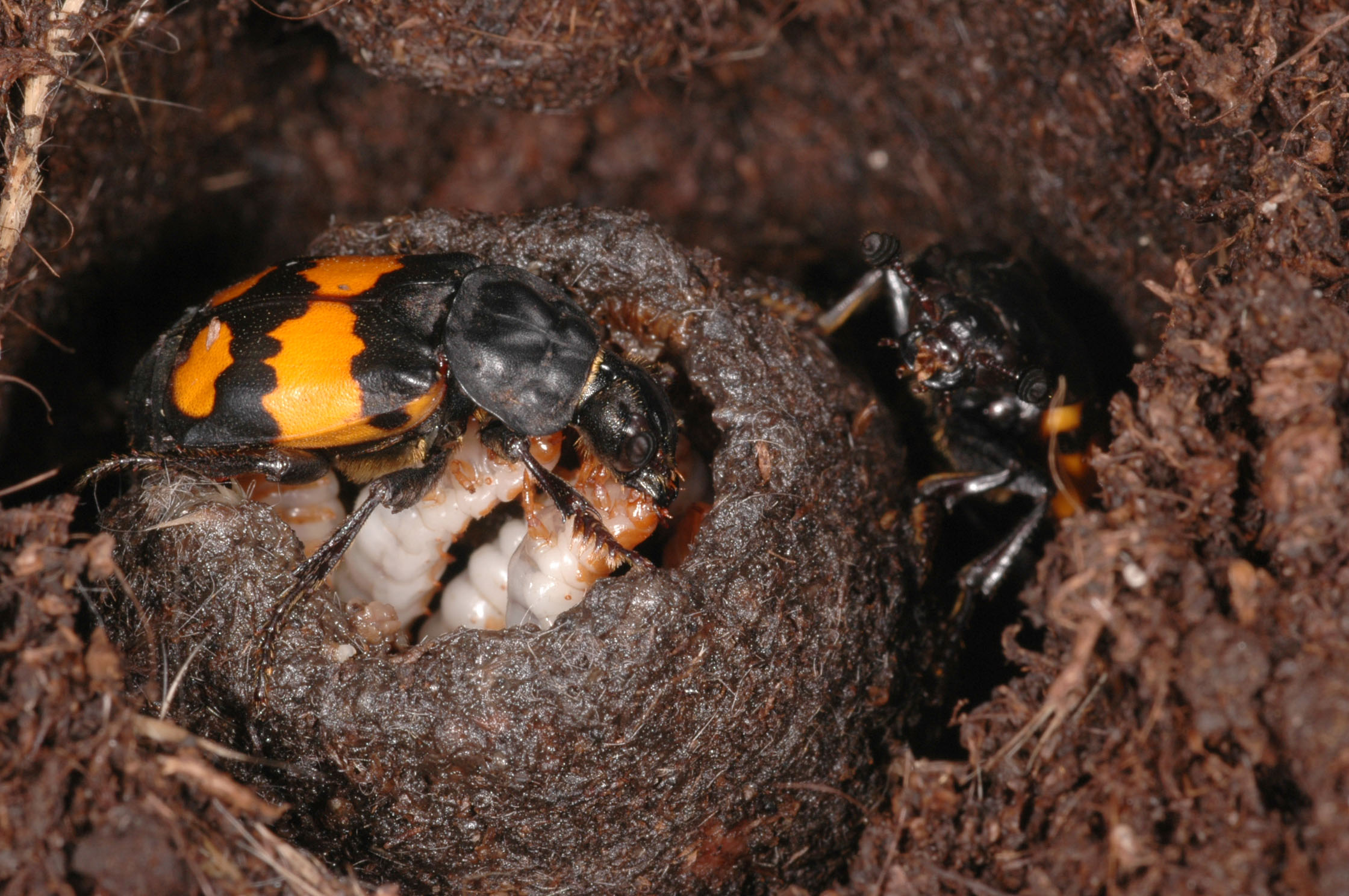 “Better Together: Offspring Benefits from Siblings Both in the Absence and Presence of Parents” (Photo credit: Heiko Bellmann)