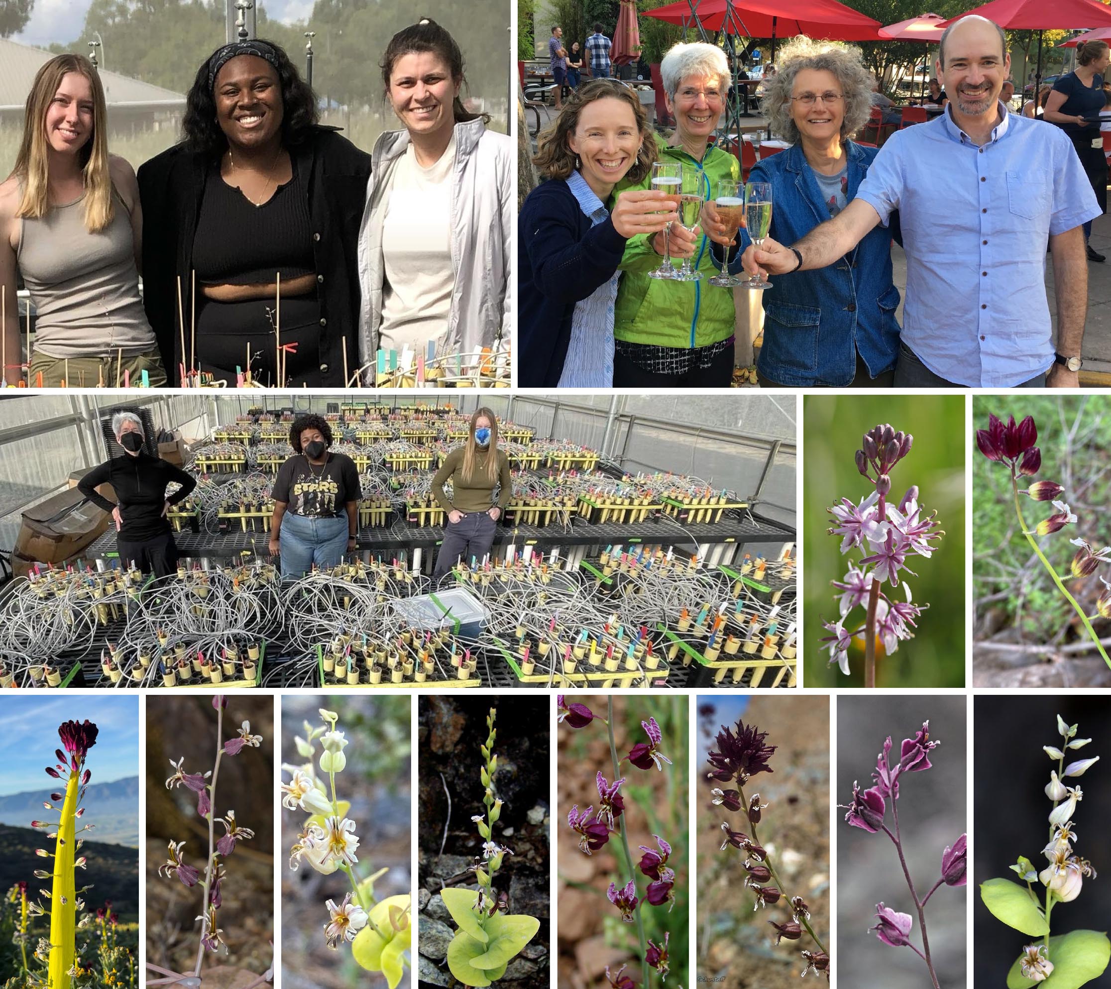 Top row: Sarah Ashlock, Arquel Miller, Samantha Worthy (corresponding<br/>    author), Jennifer Gremer, Johanna Schmitt, Sharon Strauss, Julin Maloof.<br/>    Second row: Schmitt, Miller, and Ashlock at the experiment in the outdoor<br/>    screenhouse. Study species' field photos: <em>Caulanthus anceps</em> (Steve&nbsp;Matson/Calphotos), <br/><em>C.&nbsp;coulteri</em> (Sylvia&nbsp;Haultain/iNaturalist).<br/>    Third row: Study species:<em>C.&nbsp;inflatus</em> (photo: Sharon Strauss), <br/><em>Streptanthus breweri</em> (Aaron&nbsp;Schusteff/Calphotos),<br/>    <em>S.&nbsp;diversifolius</em> (@dday81/iNat), <em>S.&nbsp;drepanoides</em> <br/>(Pat&nbsp;McIntyre/Calphotos), <em>S.&nbsp;glandulosus</em> (Sharon&nbsp;Strauss); <br/><em>S.&nbsp;insignis</em> (Aaron&nbsp;Schusteff/Calphotos), <em>S.&nbsp;polygaloides, <br/>S.&nbsp;tortuosus</em> (Ron Wolf/Calphotos). All species' images were cropped from originals.
