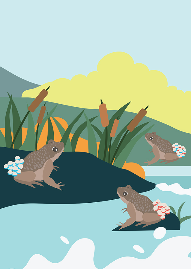 Are absentee parents a result of evolution?