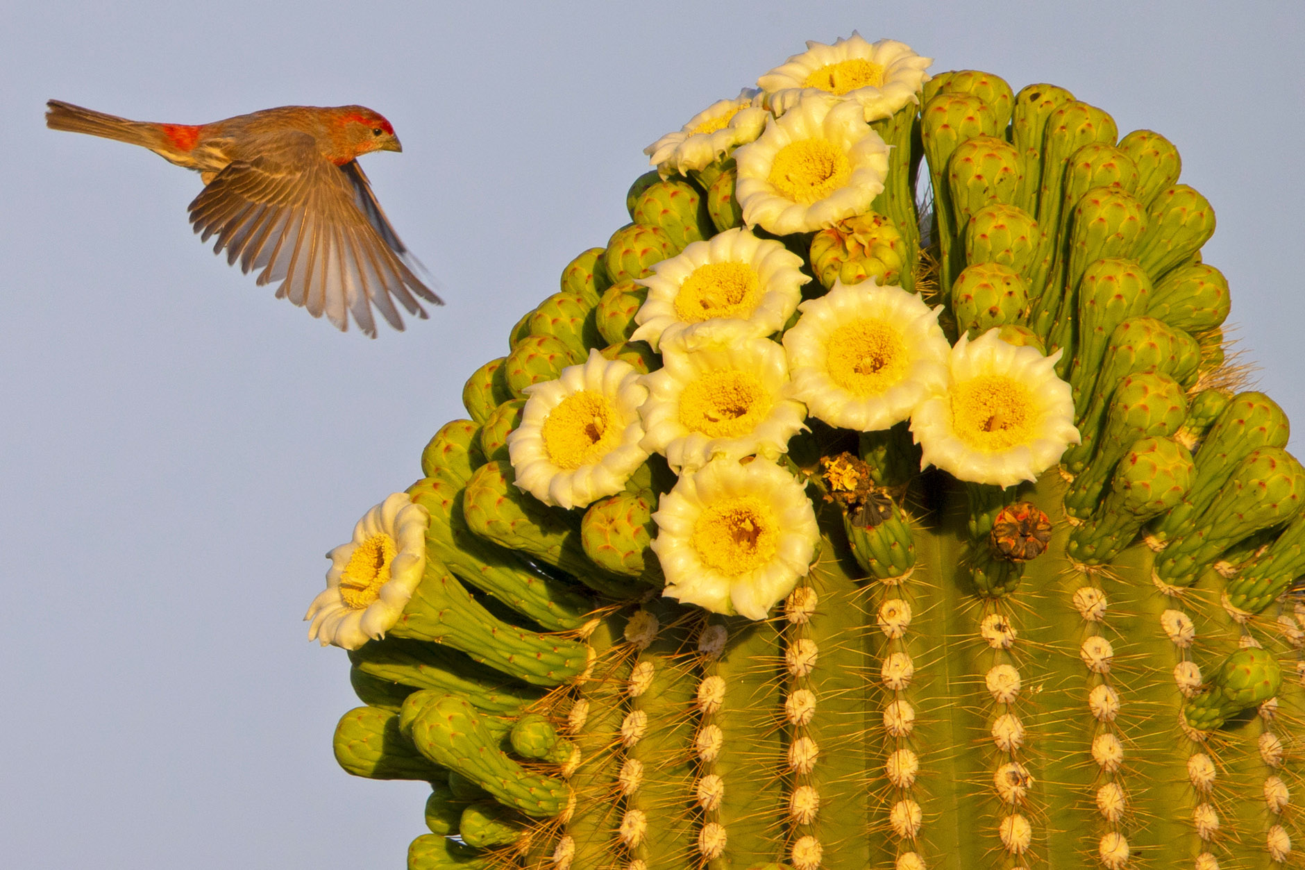 “Stronger Historical Contingency Facilitates Ecological Specializations: An Example with Avian Carotenoid Networks” (Photo by Alex Badyaev | www.tenbestphotos.com)
