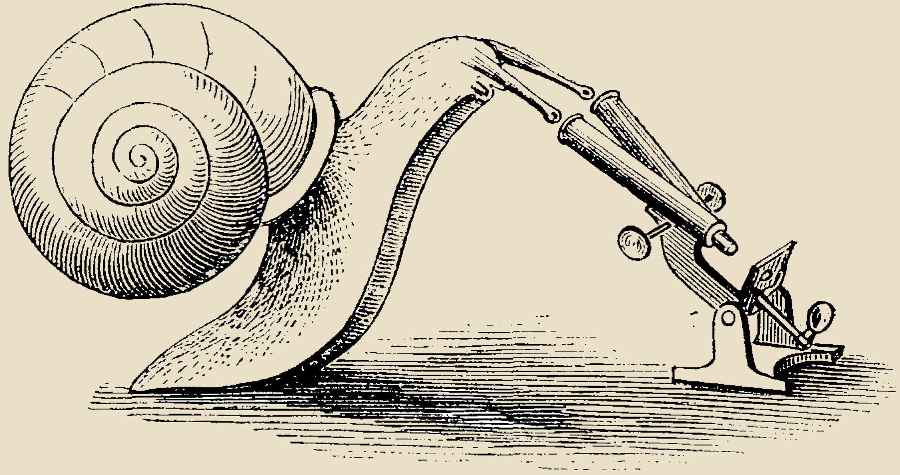Why we aren’t lizards: the evolution of endothermy through optimizing life history