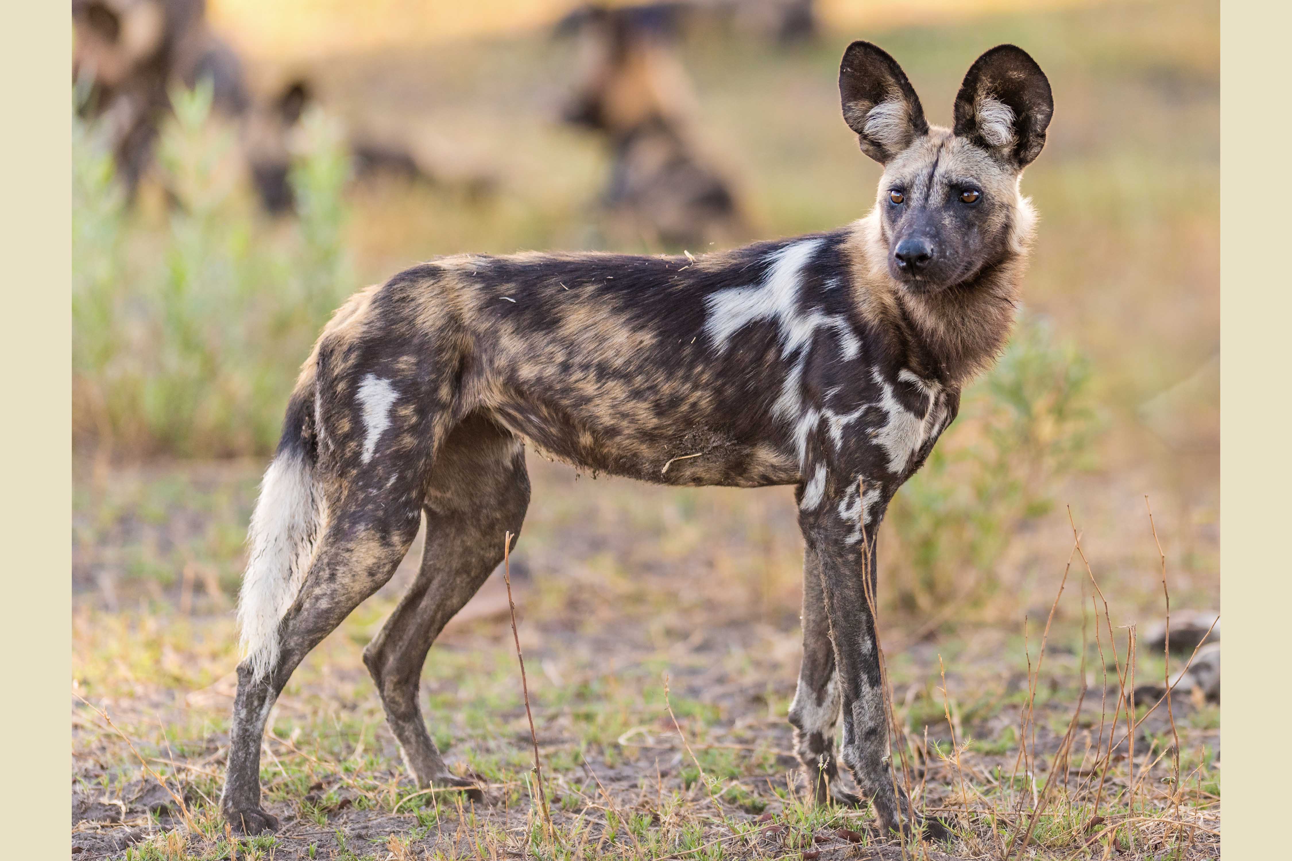 American Society of Naturalists