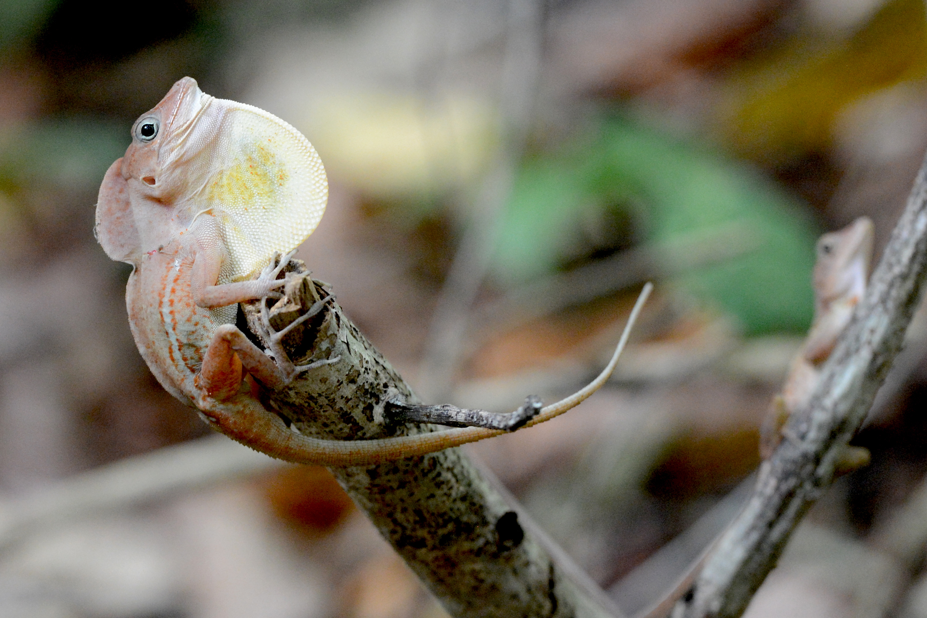 “Can sensory drive explain the evolution of visual signal diversity in terrestrial species? A test with Anolis lizards” (Photo: Manuel Leal)