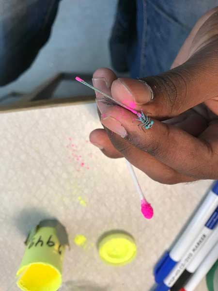 A marked <i>I. elegans</i> male used in this study. Males were marked with colour powder which is transferred to females during mating. This method allowed the authors to identify which males have mated and which have not.<br/>(Credit: Aaditya Narasimhan)