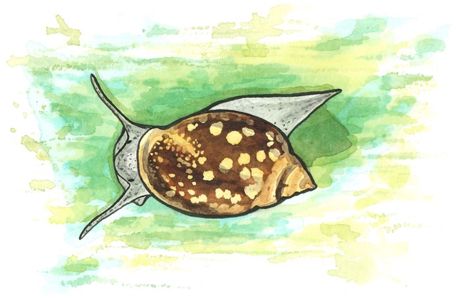 The War Within: Exploring the Evolutionary Dynamics of Genomic Conflict