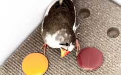 “Comparison of categorical color perception in two Estrildid finches”