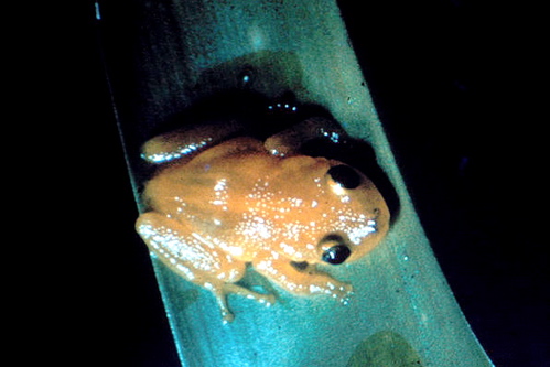 Golden Coquí (<I>Eleutherodactylus jasperi</I>) <br/>