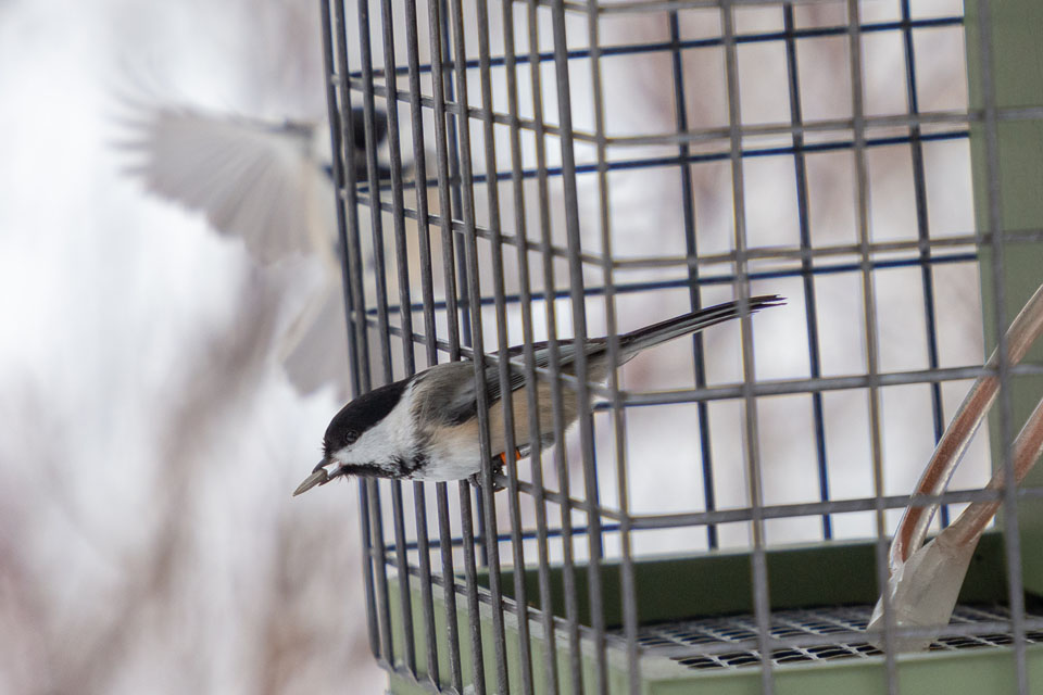 “Information gathering is associated with increased survival: a field experiment in black-capped chickadees (Poecile atricapillus)” (Photo: Jan J. Wijmenga)