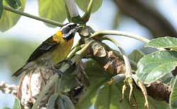 “Frugivory specialization in birds and fruit chemistry structure mutualistic networks across the Neotropics”