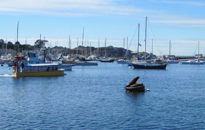 Sea lions on a buoy in Monterey Bay