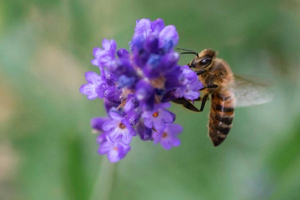 A honeybee (<i>Apis mellifera</i>) worker performing the high-risk duties of a forager.<br />(Credit: Paul van de Velde. Reproduced under the Creative Commons BY 2.0 License. <a href="https://www.flickr.com/photos/dordrecht-holland/20547107253">https://www.flickr.com/photos/dordrecht-holland/20547107253</a>)