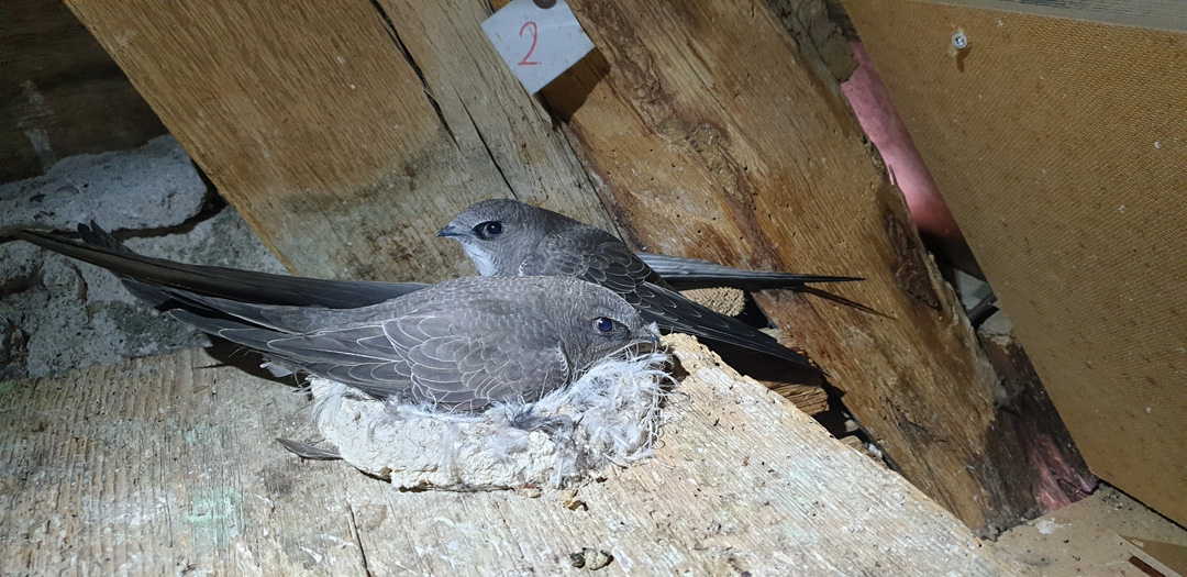 Infidelity, divorce, and real-estate drama in the Alpine swift