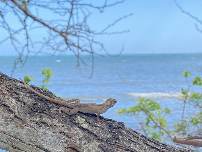 Can temperature explain species ranges?