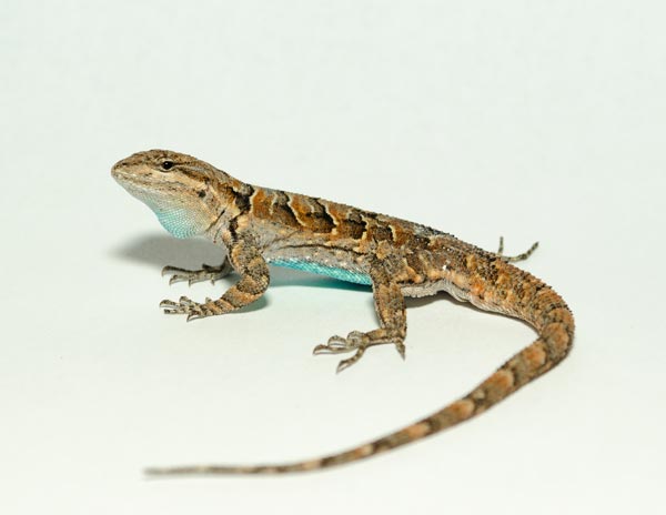 Tree lizards (<i>Urosaurus ornatus</i>).<br />(Credit: Kyle Brooks)